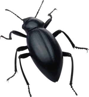 Black Beetle Isolatedon Transparent Background PNG Image