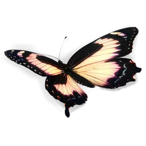 Black Butterfly With Transparent Background Png Dfe PNG Image