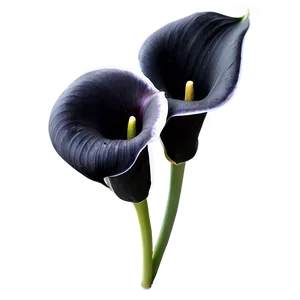 Black Calla Lily Png Eew PNG Image