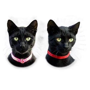 Black Cat Filter Png Cuu53 PNG Image