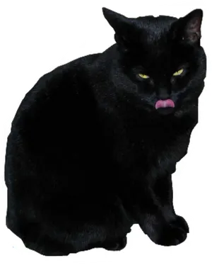 Black Cat Licking Lips PNG Image