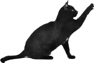 Black Cat Reaching Out.png PNG Image