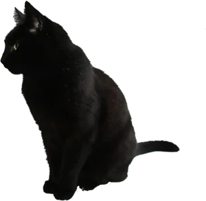 Black Cat Side View PNG Image