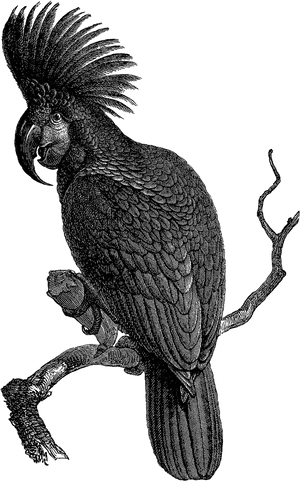 Black Cockatoo Illustration PNG Image