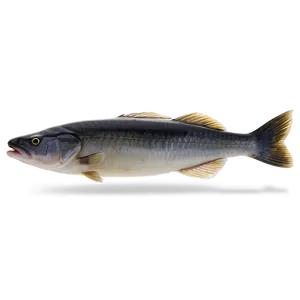 Black Cod Sablefish Png Tlf PNG Image