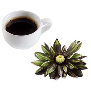 Black Coffee Chicory Png Dlq PNG Image