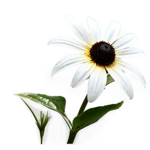 Black Eyed Susan Flower Png Kol PNG Image