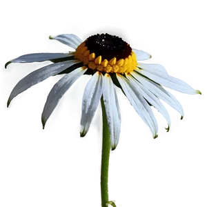 Black Eyed Susan Flower Png Uka PNG Image