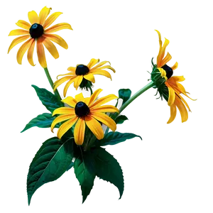 Black Eyed Susan Flower Png Vtx PNG Image