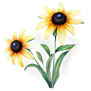 Black Eyed Susan Watercolor Art Png 06282024 PNG Image