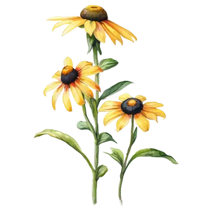 Black Eyed Susan Watercolor Art Png Adt23 PNG Image