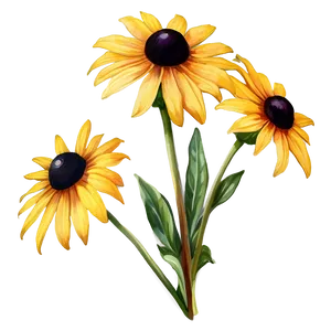 Black Eyed Susan Watercolor Art Png Lup90 PNG Image