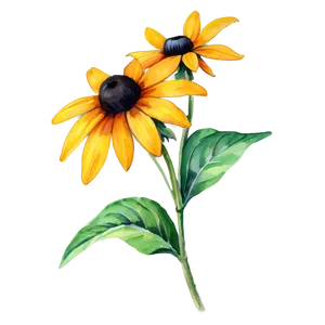 Black Eyed Susan Watercolor Art Png Vcp PNG Image