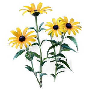 Black Eyed Susan Wildflower Png Yej PNG Image