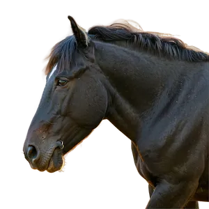 Black Horse Grazing Peacefully Png 66 PNG Image