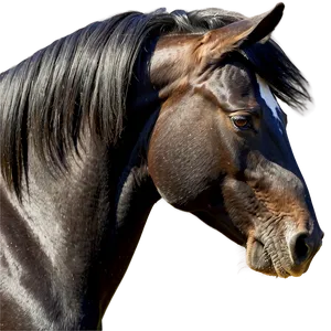 Black Horse Side Profile Png Lqy4 PNG Image