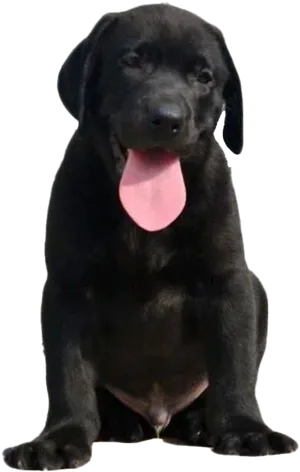 Black Labrador Puppy Sitting PNG Image