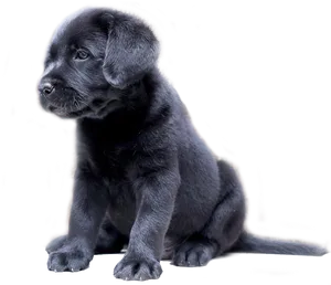 Black Labrador Puppy Sitting Transparent Background PNG Image