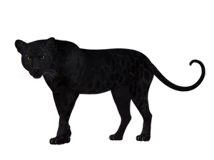 Black Leopard In Darkness PNG Image