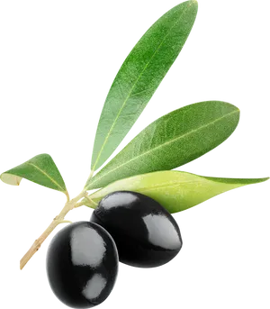 Black Oliveswith Leaves.png PNG Image