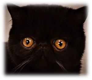 Black Persian Cat Intense Gaze PNG Image