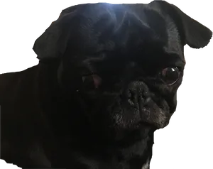 Black Pug Portrait PNG Image