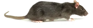 Black Rat Profile PNG Image