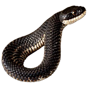 Black Rattlesnake Image Png Dyk PNG Image