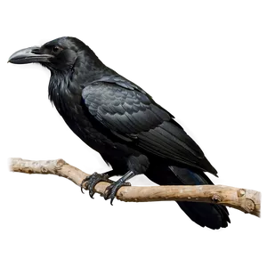 Black Raven On Branch Png Gih40 PNG Image