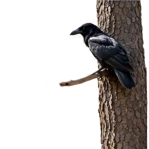 Black Raven On Branch Png Ilu PNG Image