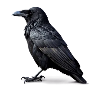 Black Raven Png Cbl38 PNG Image