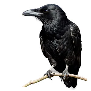 Black Raven Png Geq PNG Image