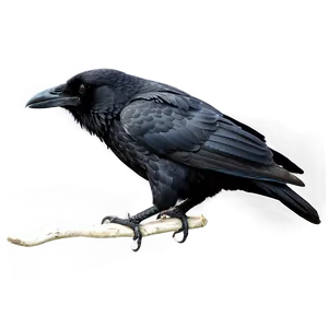 Black Raven Png Uvd PNG Image