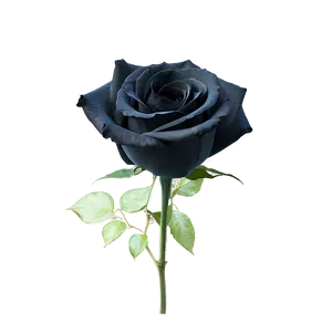 Black Roses Design Png Txy PNG Image