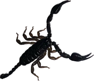 Black Scorpion Isolated Background PNG Image