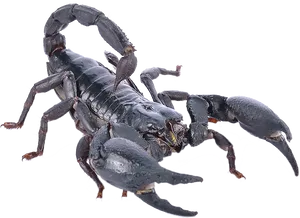 Black Scorpion Isolated Background PNG Image