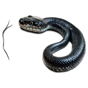 Black Snake B PNG Image