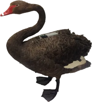 Black Swan Profile Pose PNG Image