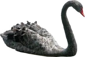 Black Swan Profile PNG Image