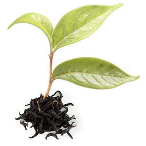 Black Tea Leaf Png Xow PNG Image