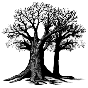 Black Tree Shadow Png Xwy32 PNG Image