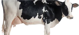 Black White Dairy Cow Side View PNG Image