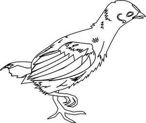 Blackand White Bird Illustration PNG Image