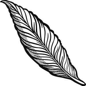 Blackand White Feather Illustration PNG Image