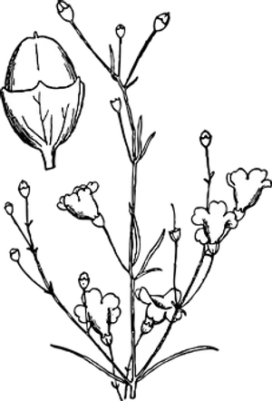 Blackand White Floral Silhouette PNG Image