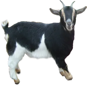 Blackand White Goat Isolated PNG Image