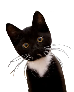 Blackand White Kitten Curious Gaze PNG Image