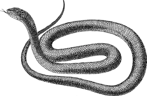 Blackand White Snake Illustration PNG Image