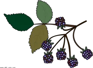 Blackberry Branch Illustration PNG Image