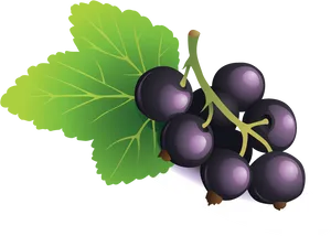 Blackberry Cluster Illustration PNG Image